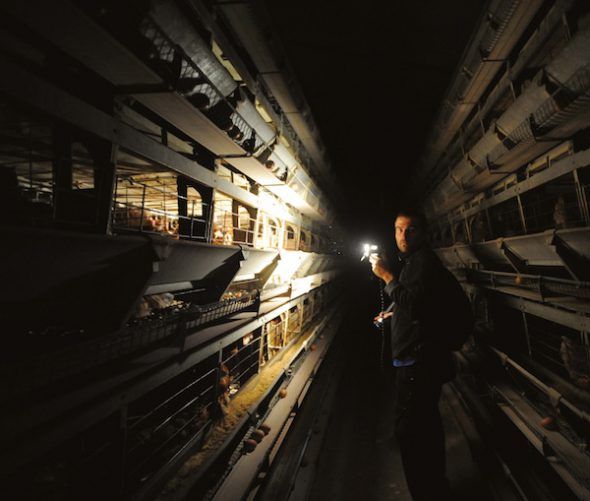 José Valle (cofundador de Igualdad Animal), iluminando la oscuridad, granja de gallinas en batería, España, 2009.