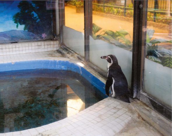 Pingüino Humboldt, Centro Comercial Pata, Bangkok, Tailandia, 2009. “Este pingüino solitario vive en el zoológico de Pata, que se encuentra en los dos últimos pisos de unos almacenes dentro de un caluroso y húmedo centro comercial con el mismo nombre en Bangkok”.