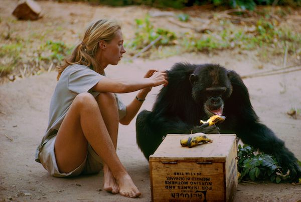 Gombe, Tanzania. David 'Barbagris' fue el primer chimpancé en perderle el miedo a Jane Goodall. No dudaba en adentrarse en el campamento a robar plátanos y permitía a la primatóloga que le tocara.(National Geographic Creative/ Hugo van Lawick)