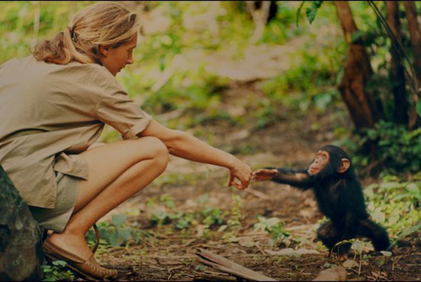 Gombe, Tanzania - Jane Goodall y Flint, la primera cría de Chimpancé nacida en Gombe tras la llegada de la primatóloga. (National Geographic Creative/ Hugo van Lawick)