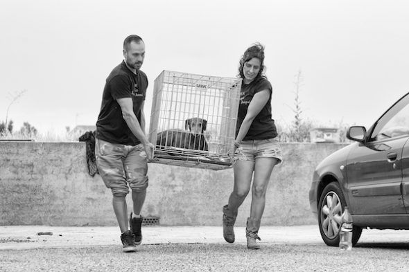 Víctor y Katya de E.R.A han conseguido su objetivo de rescatar a Neli. Llevaba siete meses sola vagando por las calles de un pueblo de Toledo. Foto: Emilio Cuenca. 