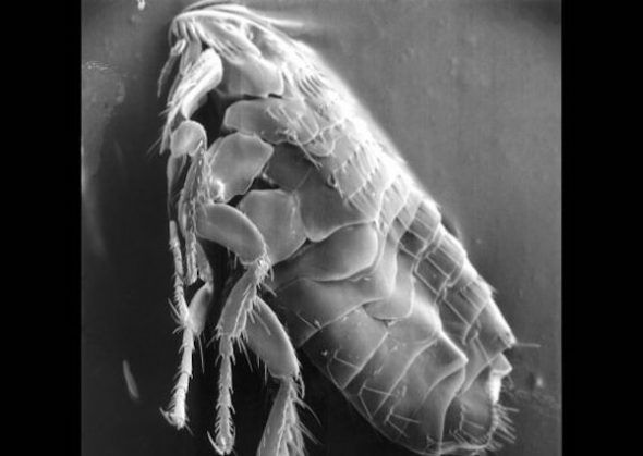 Una pulga vista al microscopio. Foto. Creative Commons.