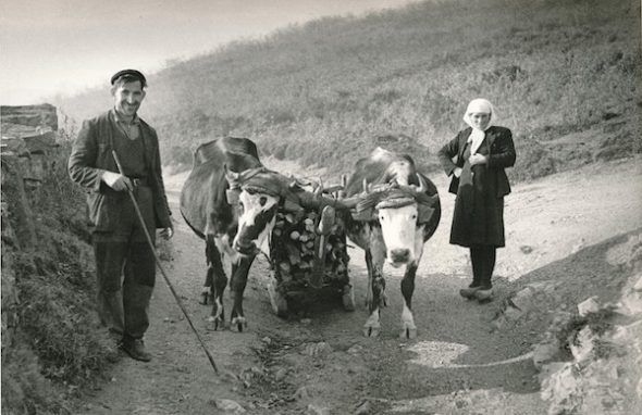 Paisanos transportando leña con una 'corza' en Somiedo en 1955. Foto de José Ramón Lueje. Museo del Pueblo de Asturias. 