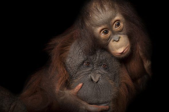 Un cachorro de orangután de Borneo llamado Aurora con su madre adoptiva, Cheyenne, en el zoo de Houston, (Texas, Estados Unidos). Foto: Joel Sartore.
