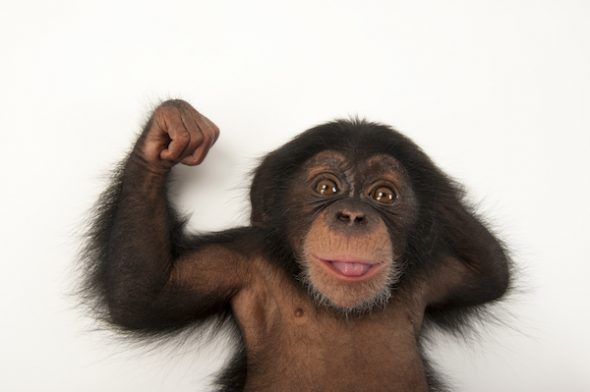 Rubén era un bebé de chimpancé de tres meses de edad cuando Sartore tomó esta imagen en el Lowry Park Zoo de Tampa (Florida, Estados Unidos).
