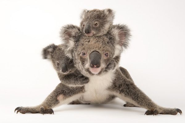 Esta mamá koala se llama Augustine. Con ella posan sus cachorros Gus y Rupert. La foto fue tomada en el Australia Zoo Wildlife Hospital. Foto: Joel Sartore.