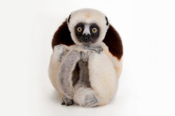 El lemur sifaca de Coquerel es uno de los animales en peligro de extinción fotografiados por Joel Sartore en el Arca de Fotos. 