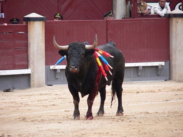 Un toro maltratado en una corrida. Foto: Manuel González Olaechea y Franco / Creative Commons. 