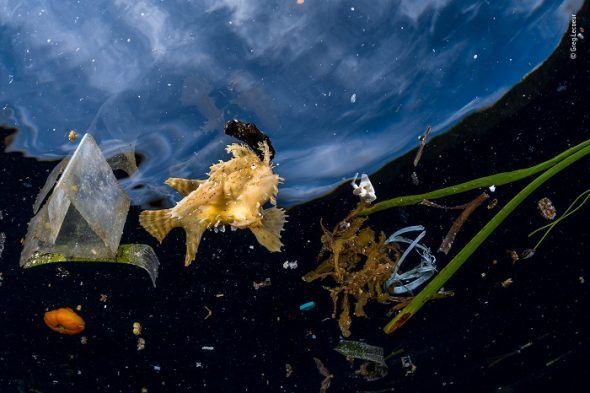Este pez de los Sagarzos no podía esconderse entre la basura. Las escasas frondas de algas Sargassum quedaban muy lejos de las balsas flotantes de algas marinas que normalmente protegen a este pez sapo y a muchas otras especies. © Greg Lecoeur, Francia. - Wildlife Photographer of the Year.