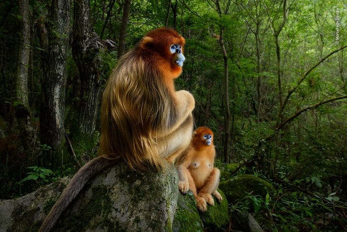 Foto ganadora absoluta del concurso. Una pareja de monos dorados de nariz chata en el bosque de las Montañas de Qinling, en China, el único hábitat de estos primates en peligro de extinción. © Marsel van Oosten - Wildlife Photographer of the Year