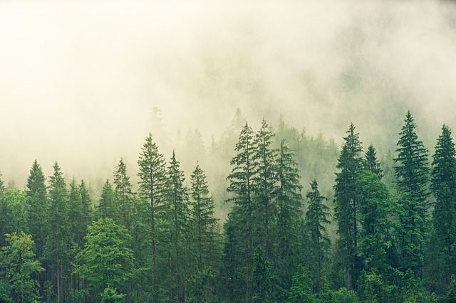 Proponemos tres lecturas verdes entre las que se encuentra ‘El bosque. Instrucciones de uso’, de Peter Wohlleben. Foto: Pixabay.