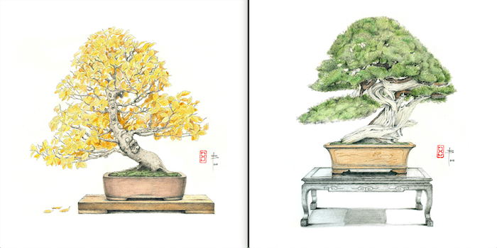 A la izquierda, un haya (Fagus Sylvatica) y un Enebro de China (Juniperus chinesi) a la derecha.