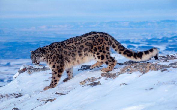Un leopardo de las nieves en invierno. Foto: Klein & Hubert / WWF 