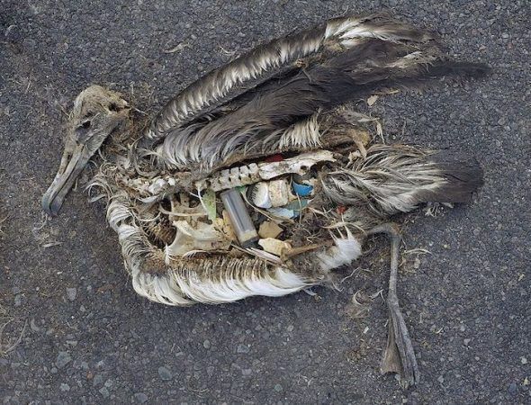 El cadáver de un albatros muerto por ingerir grandes cantidades de plásticos en el océano. Foto: Creative Commons.