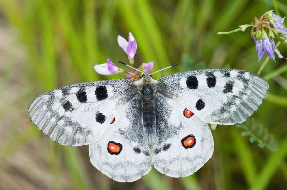 Una mariposa apolo.Foto: Niall Benvie/WWF. 