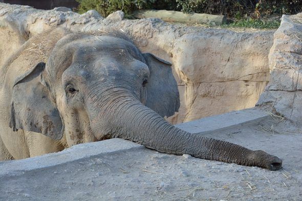 Un elefante en un zoológico. Foto: Pixabay.