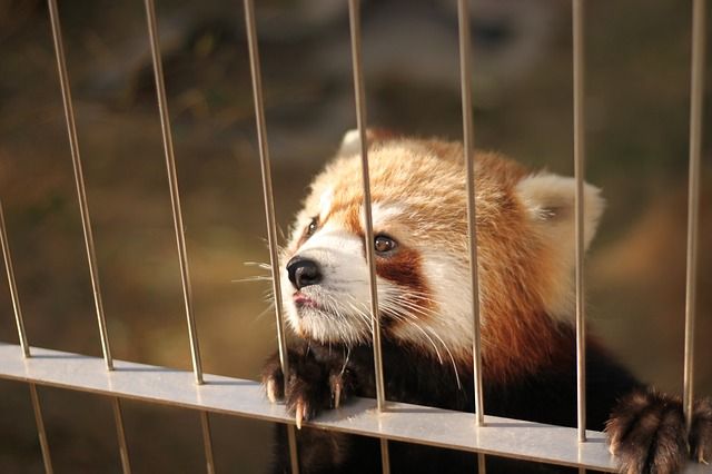 Un panda rojo en un zoo. Foto: Pixabay.