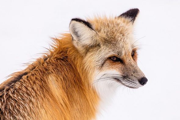 Un maravilloso ejemplar de zorro rojo. Foster ha tratado de vivir como uno de ellos. Foto: Pixabay.