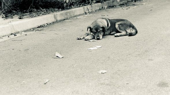 Un perro abandonado en la calle. Foto: Pixabay.