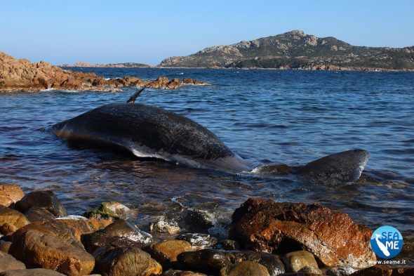 La cachalote varada en Sardinia (Cerdeña) estaba embarazada y tenía, según los investigadores, 22 kilos de plástico en su interior. Foto: SEAME. 