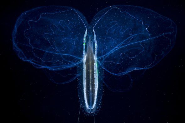 Una medusa peine alada, Leucothea multicornis, con sus alas ampliamente abiertas, en aguas alicantinas. Foto: Ángel Fitor. 