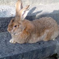 El conejo gigante de España puede pesar entre 6 y 7 kilogramos y medir entre 85 y 95 centímetros.