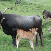 Vacas tudancas en Cantabria.