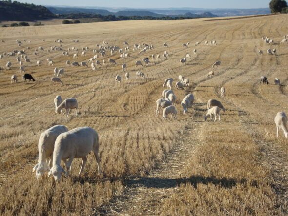 Ovejas y corderos en el campo alcarreño.