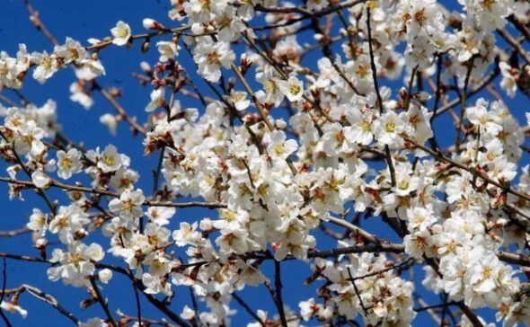 Almendros en flor