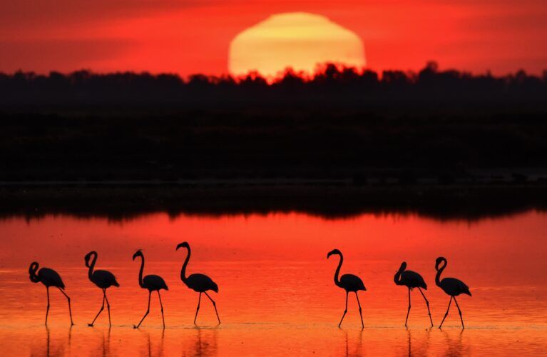 Flamencos al atardecer fotografiados por Carlos Romero.