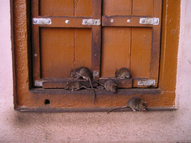 Las Ratas de Delibes