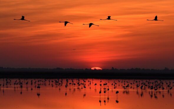 Las lagunas de Doñana al atardecer.