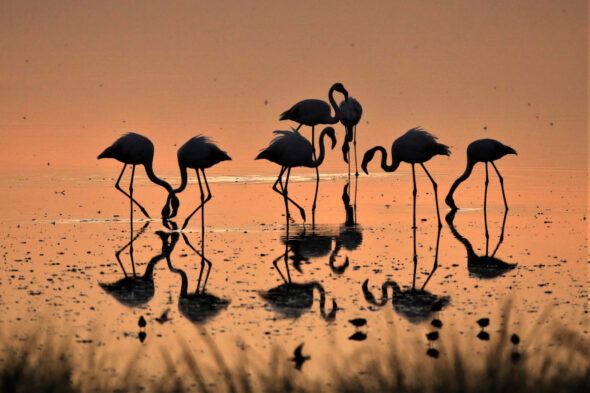 Flamencos en Doñana. 