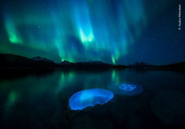 Dos medusas resaltan bajo la luz de una aurora boreal en Noruega. Foto: ©Audun Rikardsen / Wildlife Photographer of the Year.