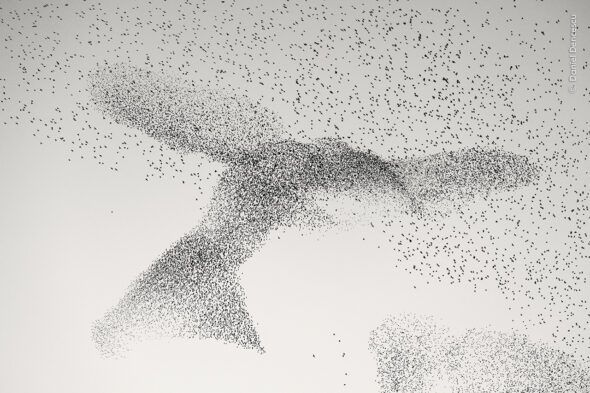 El murmullo de los estorninos. Una bandada de pájaros recrea por casualidad la silueta de un párajo en Roma. Foto: Daniel Dencescu / Wildlife Photographer of the Year. 