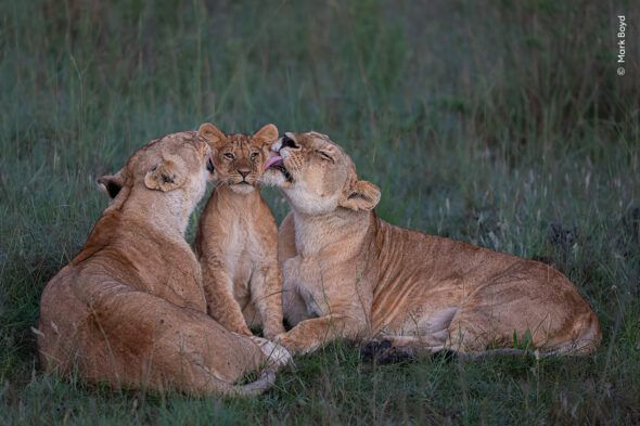 Maternidad compartida. Dos leonas acicalan a un cachorro en Kenia. Foto: © Mark Boyd / Wildlife Photographer of the Year 