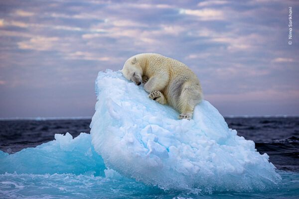 'Cama de hielo', fotografía ganadora del Premio del Público del Wildlife Photographer of the Year. © Nima Sarikhani / Wildlife Photographer of the Year.