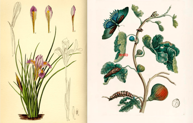 A la izquierda, Iris cretensis © Lilian Snelling. Biblioteca RJB-CSIC. A la derecha, Ficus carica (Higuera). © Maria Sibylla Merian. Biblioteca histórica Universidad Complutense de Madrid