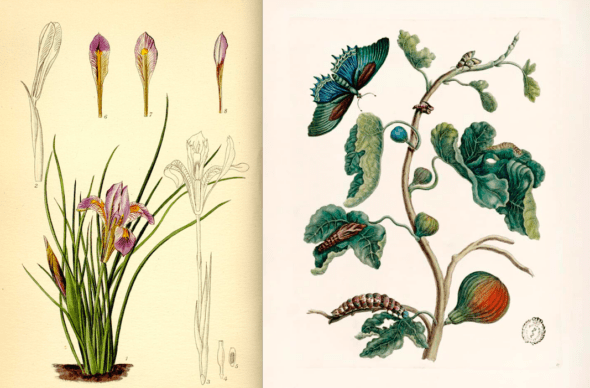 A la izquierda, Iris cretensis © Lilian Snelling. Biblioteca RJB-CSIC. A la derecha, Ficus carica (Higuera). © Maria Sibylla Merian. Biblioteca histórica Universidad Complutense de Madrid