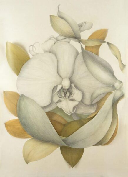 Phalaenopsis VII. © Marta Chirino Argenta. Cortesía de la artista