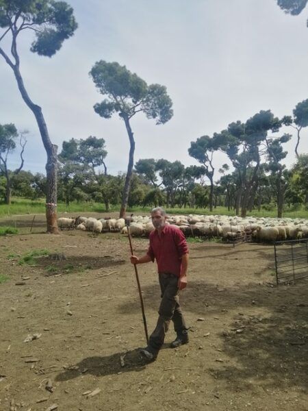 Álvaro, el pastor de las ovejas de la Casa de Campo en Madrid. Foto: Paloma G. Díaz. 