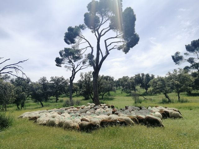 Las ovejas de la Casa de Campo protegen el bosque. Foto: María G. de la Fuente