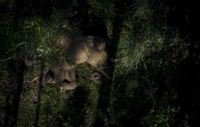 'El gigante durmiente', la imagen de un elefante echándose la siesta tomada por Dhanu Paran fue la ganadora en la categoría de vida salvaje y animales en 2023.