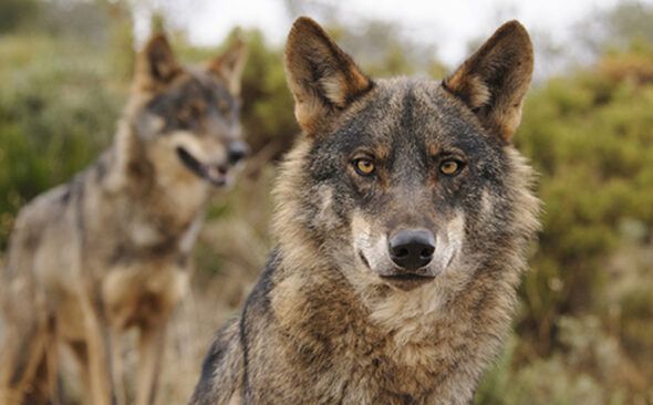 La presión de los lobbies de la caza y el campo pretenden acabar con la protección legal del lobo. Foto: Ana Retamero. 