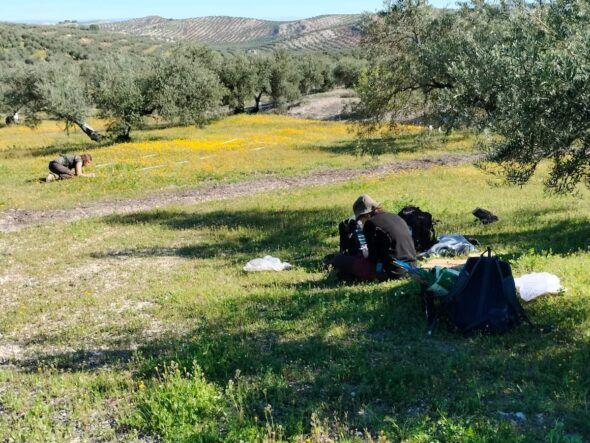 Medición de la biodiversidad en el entorno de un olivar.