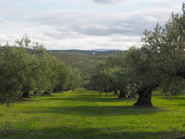 Un olivar en Extremadura. 