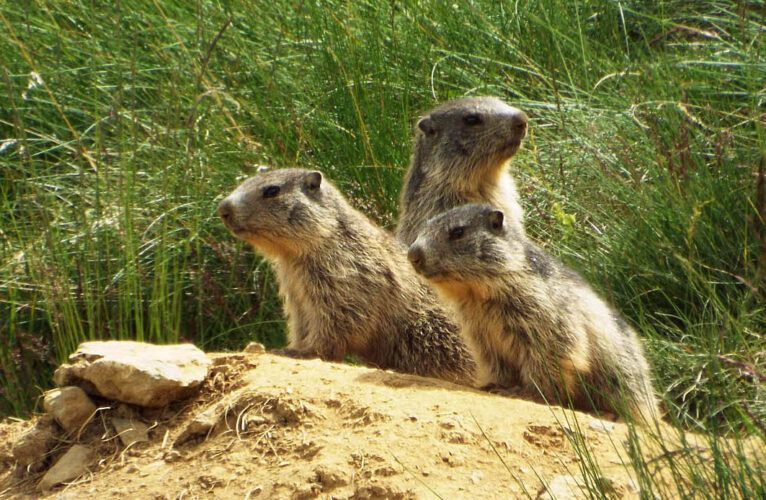 Rutas en busca de la marmota alpina. Foto: Roger Gras.