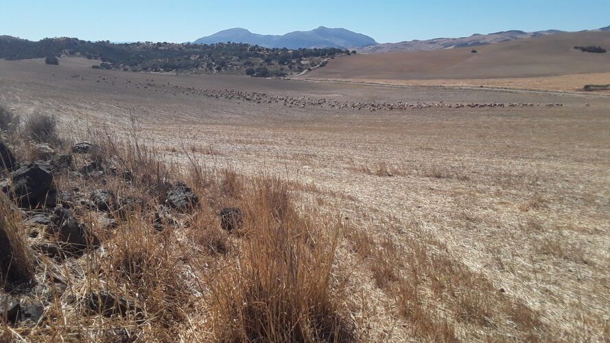 El rebaño de cabras malagueñas fotografiado por su propietario, Jorge Antúnez.