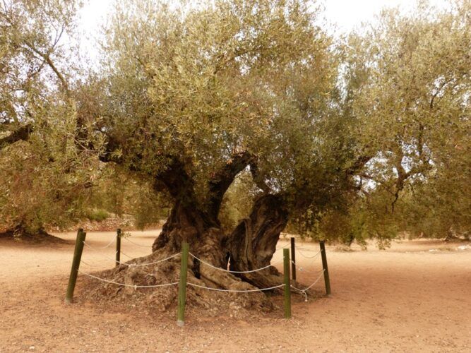 El olivo mas viejo de España , y quizás de Europa. La Farga de Arión, en Ulldecona , datado por la universidad Politécnica de Madrid en 1701 años. Foto: Flickr/Callafelvano
