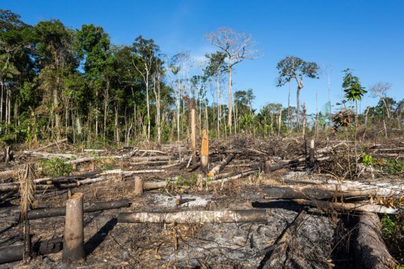 Deforestación en El Cerrado en Brasil.